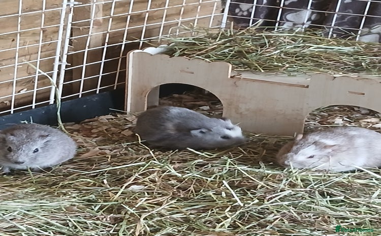 Guinea Pig rodents - Advert 10