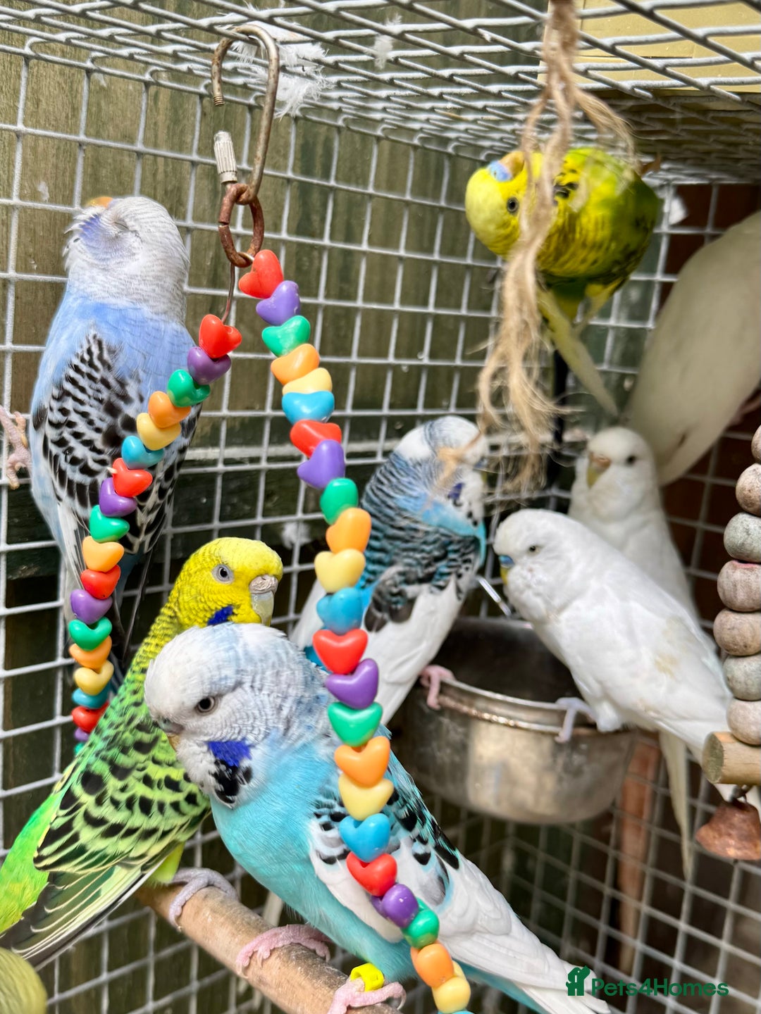 Budgerigars birds for sale: Adorable budgies and cages  - Image 2