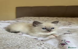 Ragdoll cats for sale: GCCF reg parents , pure breed ragdoll kittens 🤍 - Image 9