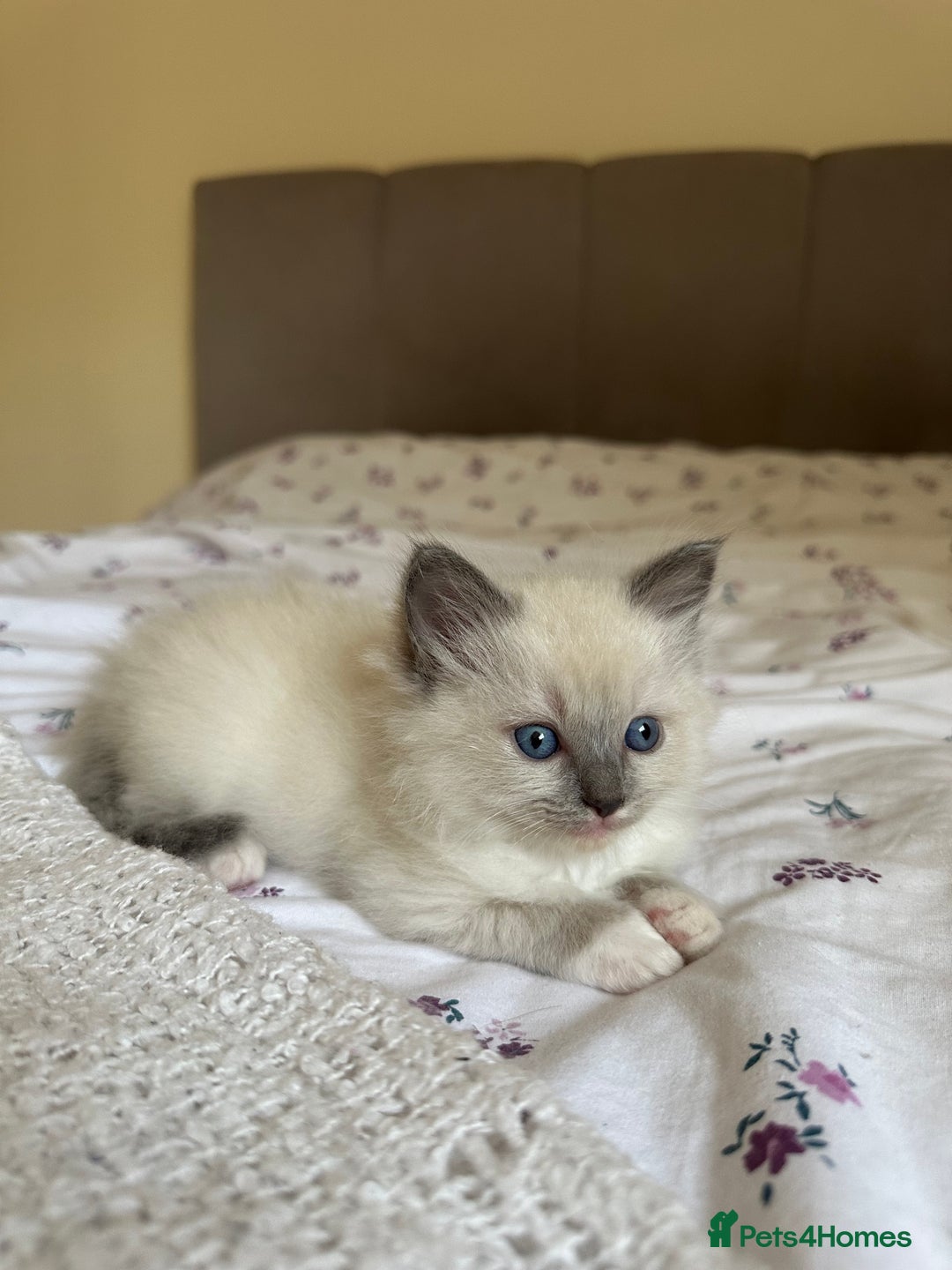 Ragdoll cats for sale: GCCF reg parents , pure breed ragdoll kittens 🤍 - Image 9