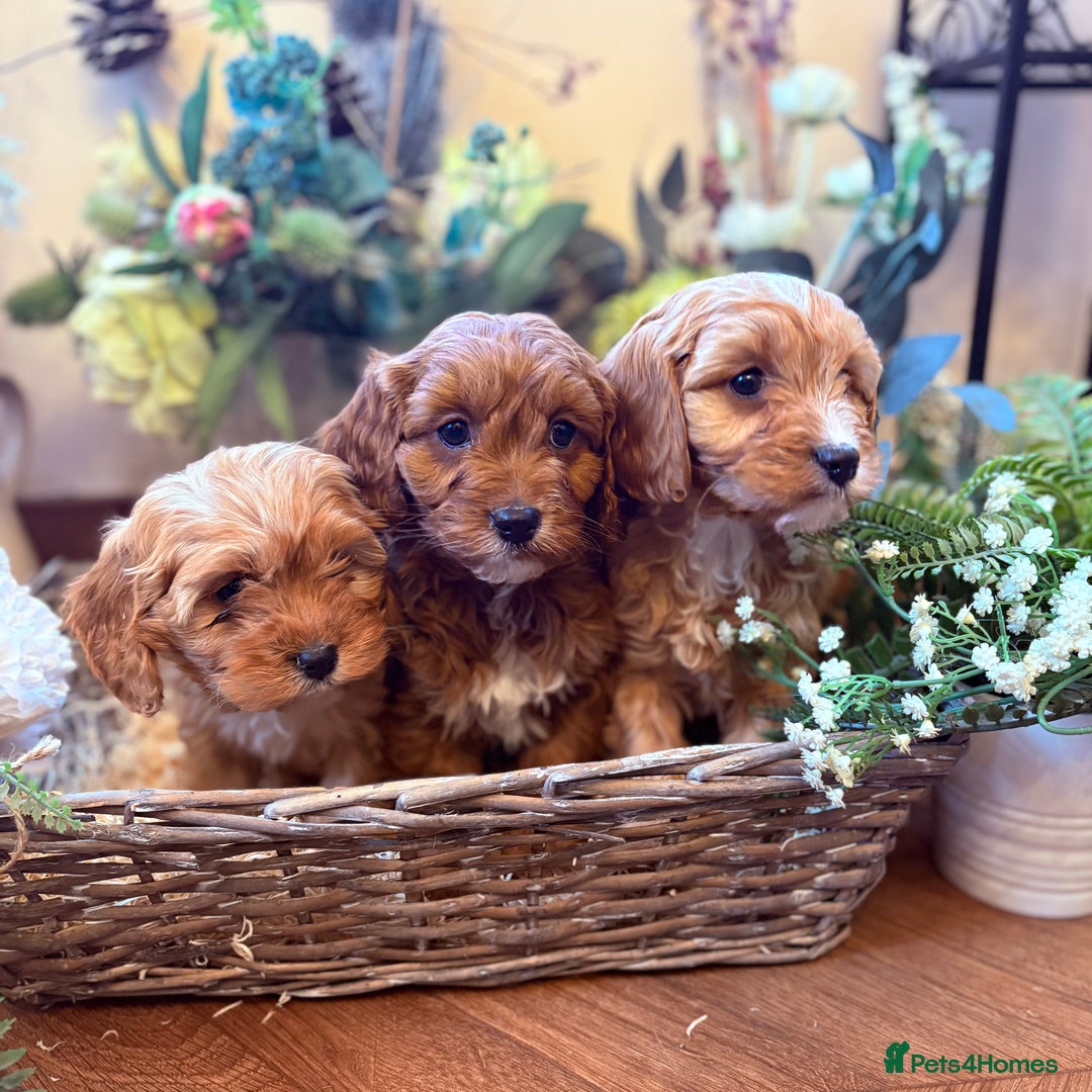 Cavapoo dogs for sale: Health tested toy cavapoo boys - Advert 9