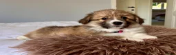Welsh Corgi Pembroke dogs for sale: Stunning Fluffy Long-Haired (Fluffy) Corgi Puppies - Advert 8