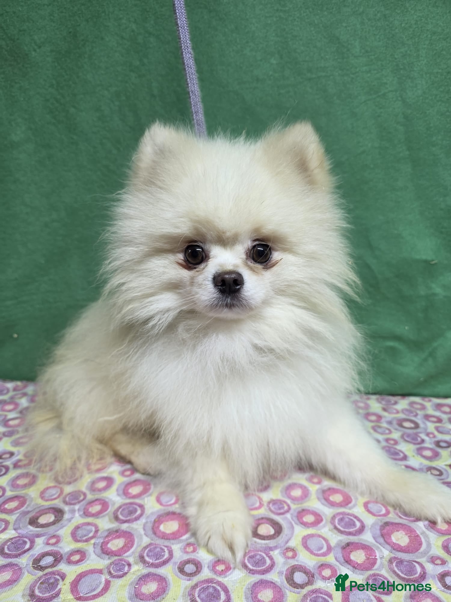 Pomeranian dogs PRINCE – Pomeranian (Male) - Advert 13