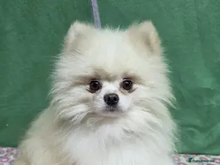 Pomeranian dogs PRINCE – Pomeranian (Male) - Advert 3