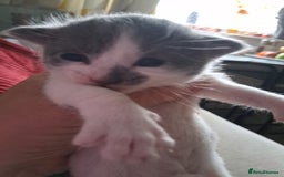Domestic Shorthair cats for sale: Beautifull Russian blue X   - Image 3