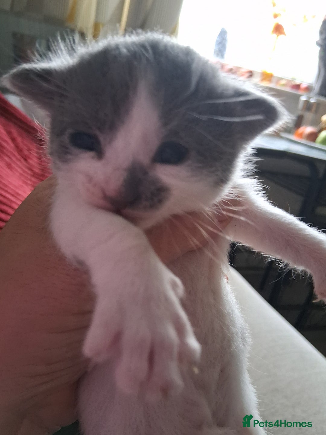 Domestic Shorthair cats for sale: Beautifull Russian blue X   - Image 3
