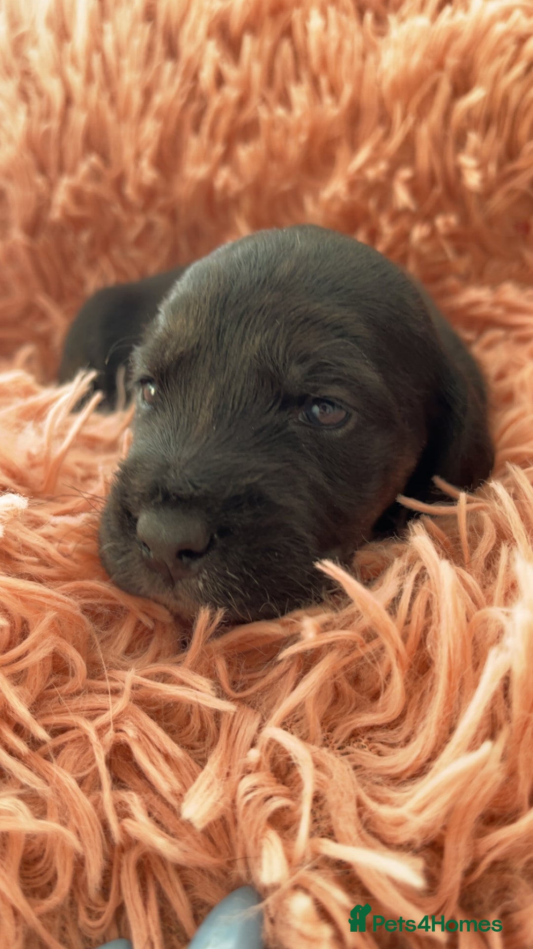 Mixed Breed dogs for sale: Gorgeous Patterdale x cocker spaniel  - Image 11