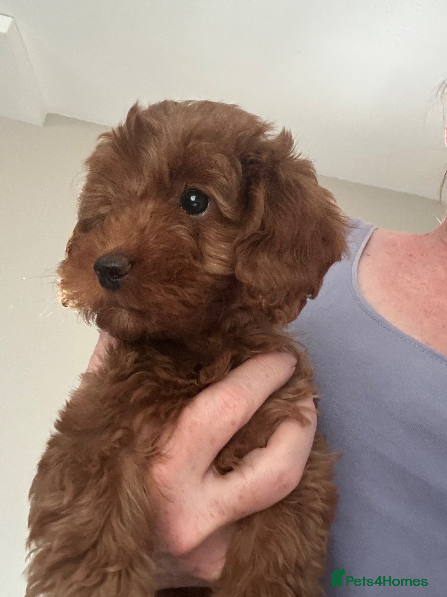 Cavapoo dogs Beautiful f1b red Cavapoo puppies    - Advert 3