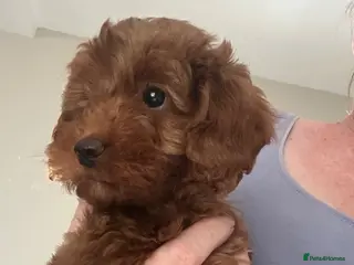 Cavapoo dogs Beautiful f1b red Cavapoo puppies - Advert 3