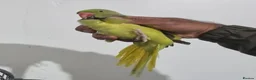 Ringnecks birds for sale: Beautiful male ringneck talking parrot  - Advert 4
