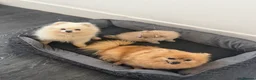 Pomeranian dogs for sale: Pomeranian  - Advert 3