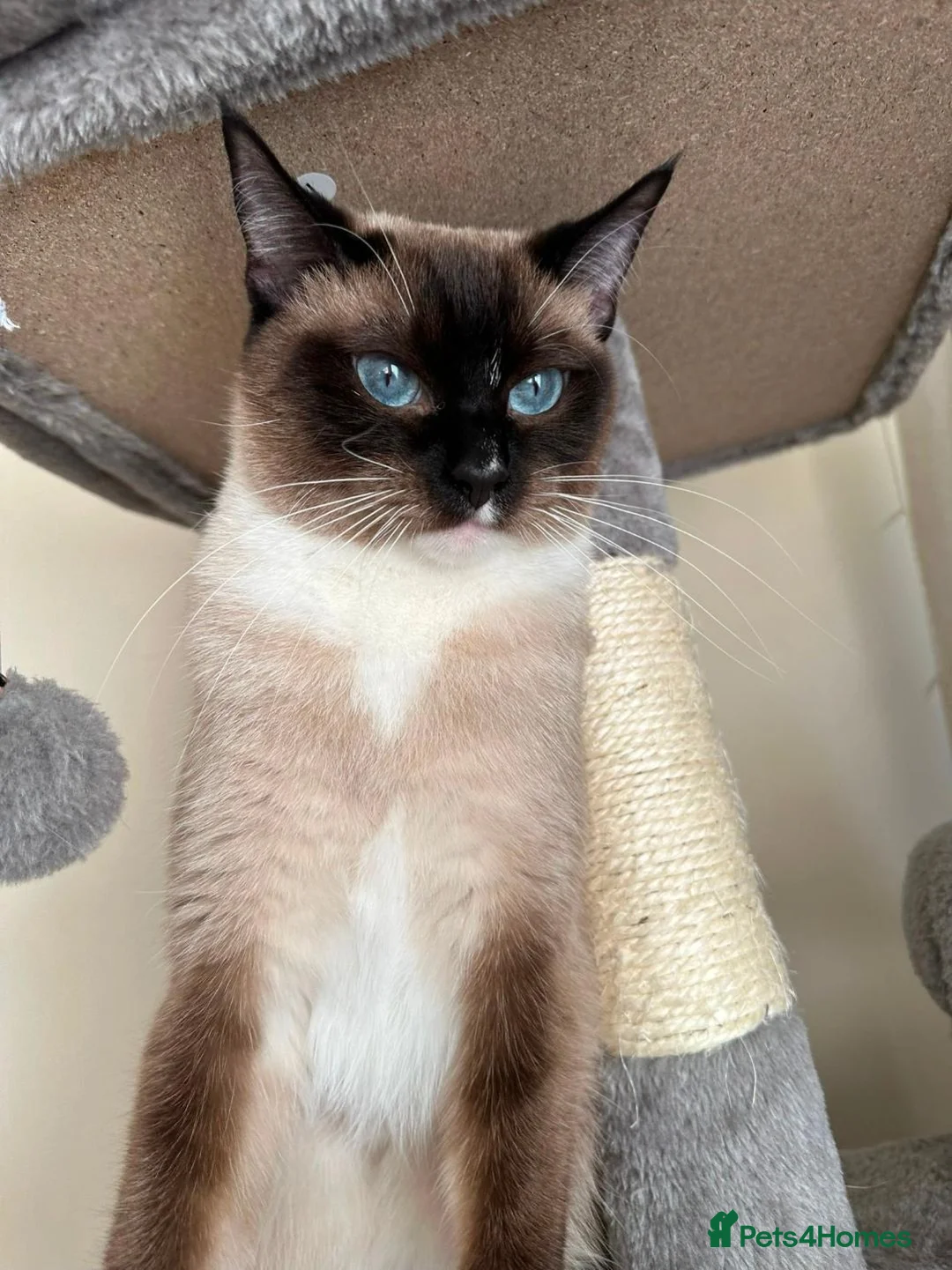 Ragdoll cats for sale: Glasgow Spring Burn  - Advert 1