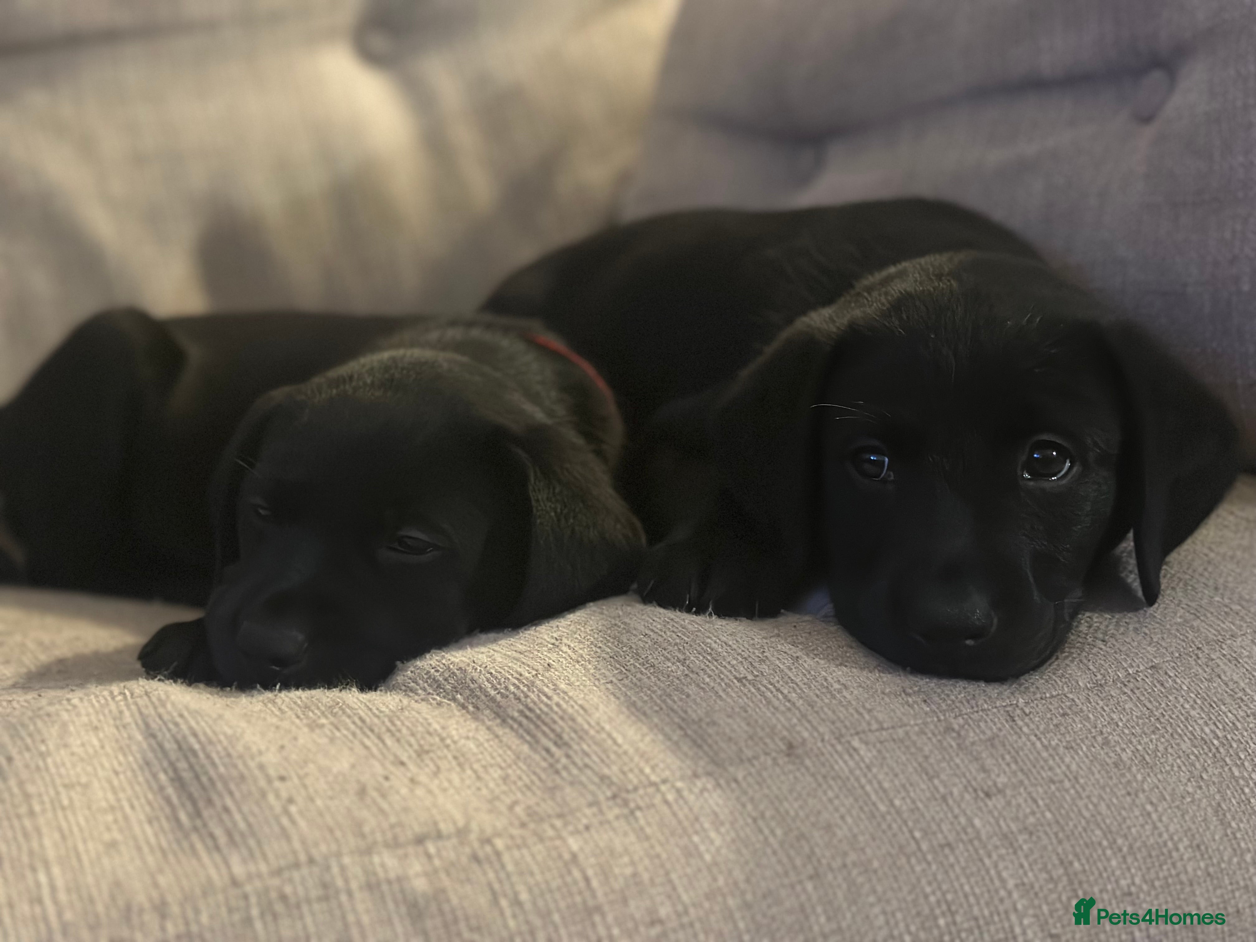 Labrador Retriever dogs 4 beautiful lab Puppies left  - Advert 2