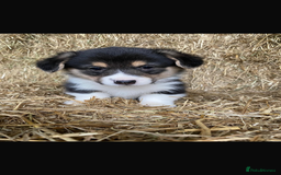 Welsh Corgi Pembroke dogs for stud: Pembrokeshire corgi fully genetically tested  in Abergele - Image 8