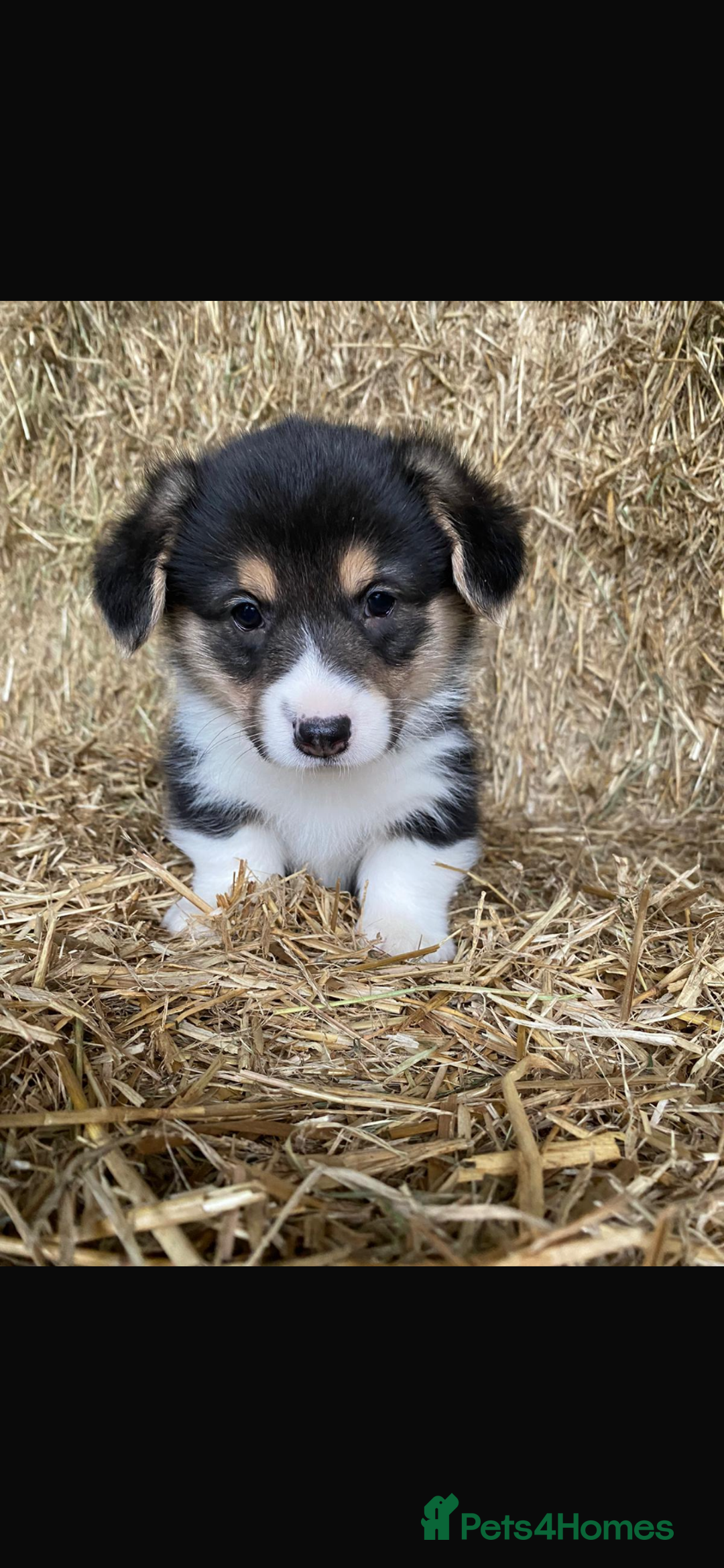 Welsh Corgi Pembroke dogs for stud: Pembrokeshire corgi fully genetically tested  in Abergele - Image 8