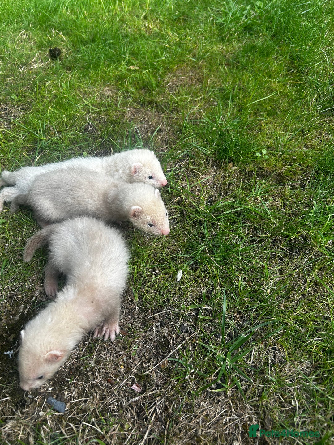 Ferret rodents for sale: Baby Ferrets - Image 4