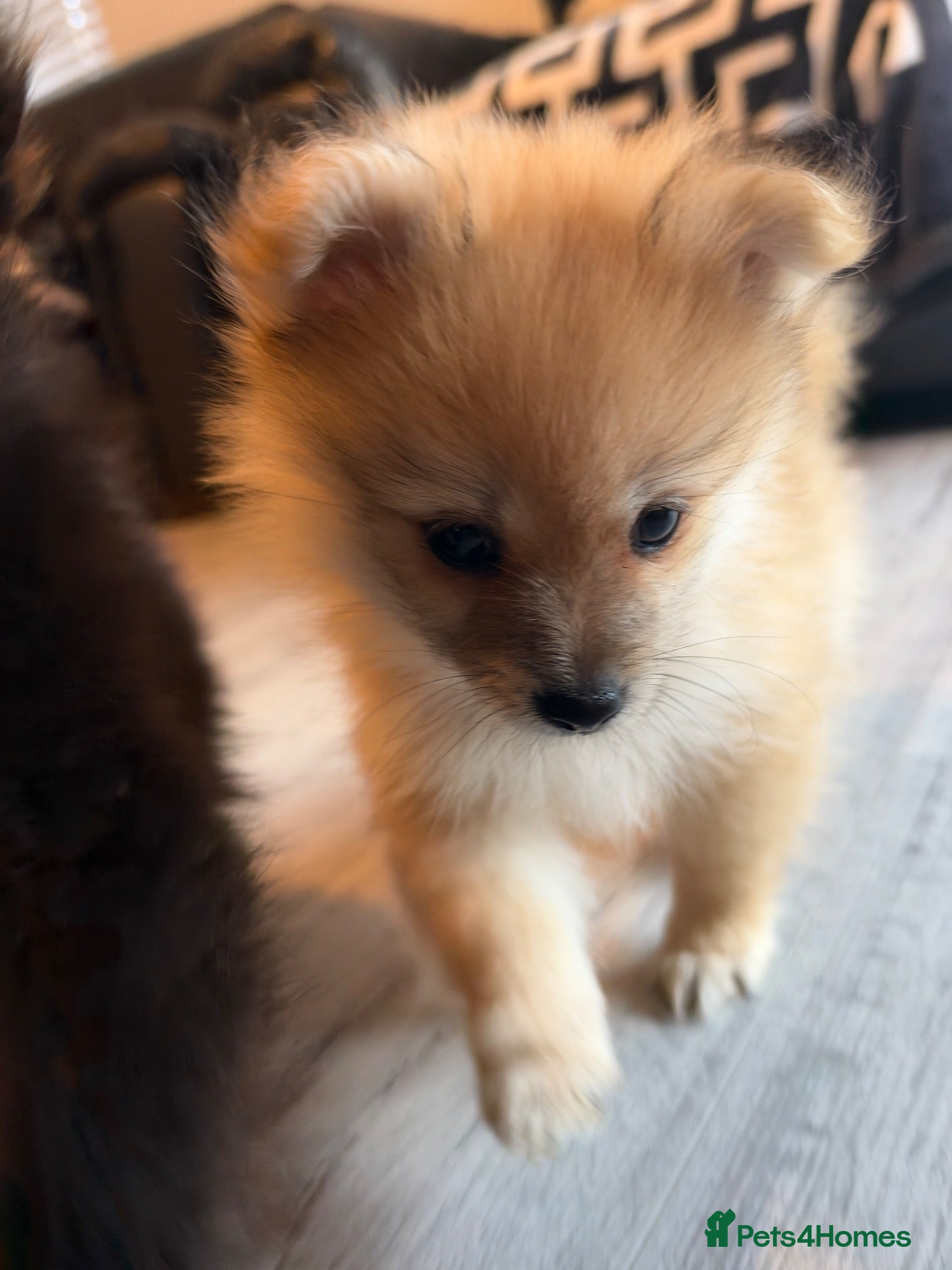 Pomeranian dogs 🐶 Stunning Pomeranian Puppies 2 Boys an 1 Girl 🐶 - Advert 6