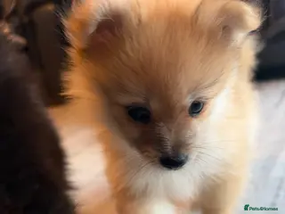 Pomeranian dogs 🐶 Stunning Pomeranian Puppies 2 Boys an 1 Girl 🐶 - Advert 6