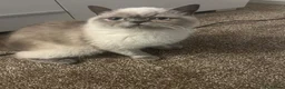 Exotic cats for sale: Exotic colour point Persian  - Advert 3