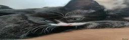 Mixed Breed cats for sale: 5 beautiful kittens for sale - Advert 21