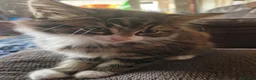Mixed Breed cats for sale: 3 kitten for sale  - Advert 10