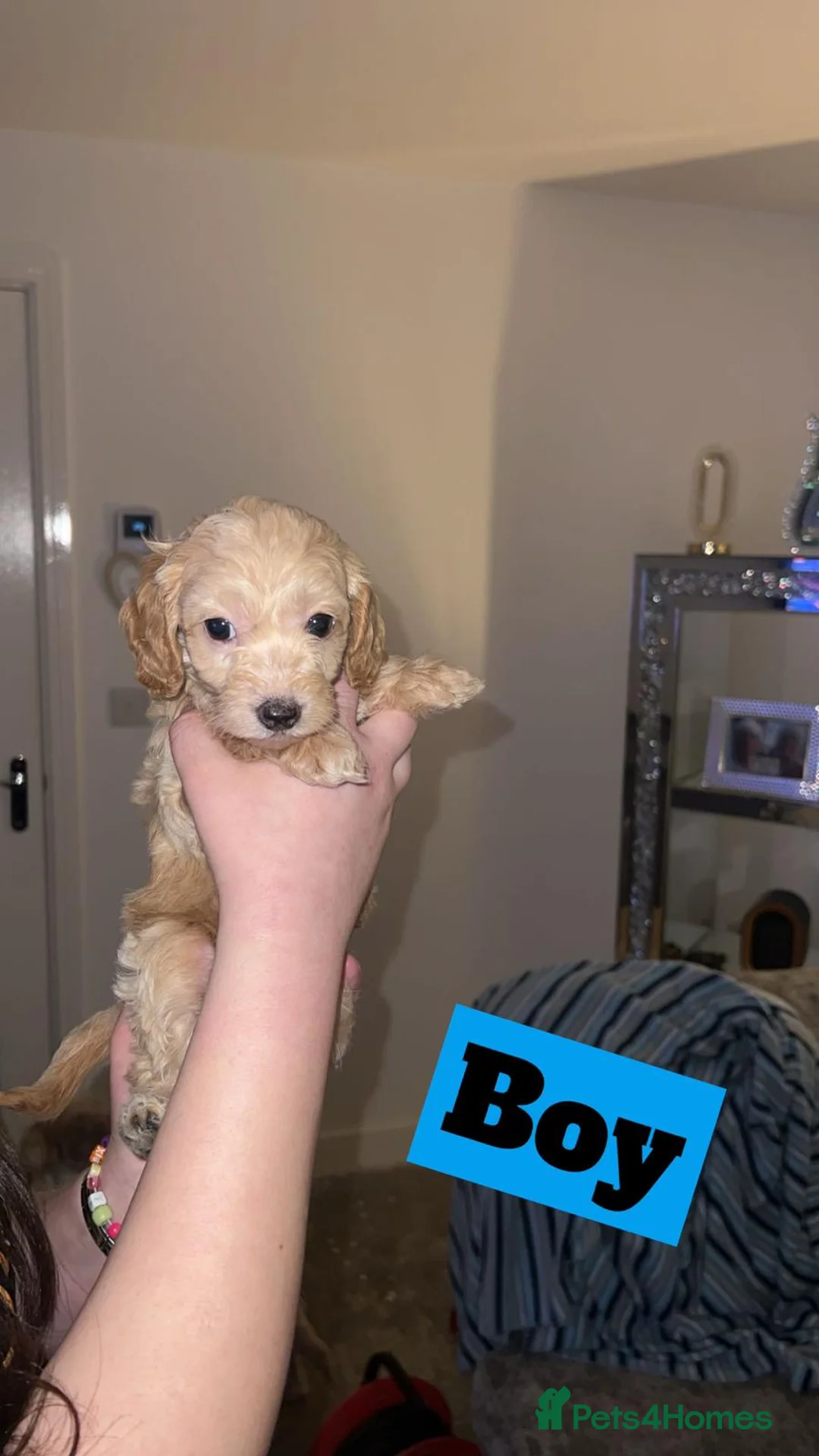 Cockapoo dogs for sale: F1b cockerpoo  - Advert 2