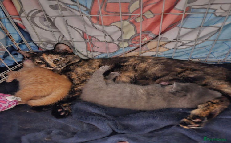 Mixed Breed cats - Advert 2