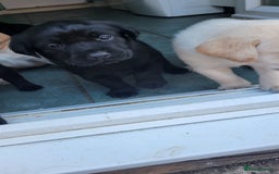 Labrador Retriever dogs for sale: Family bred Labrador puppies - Image 5