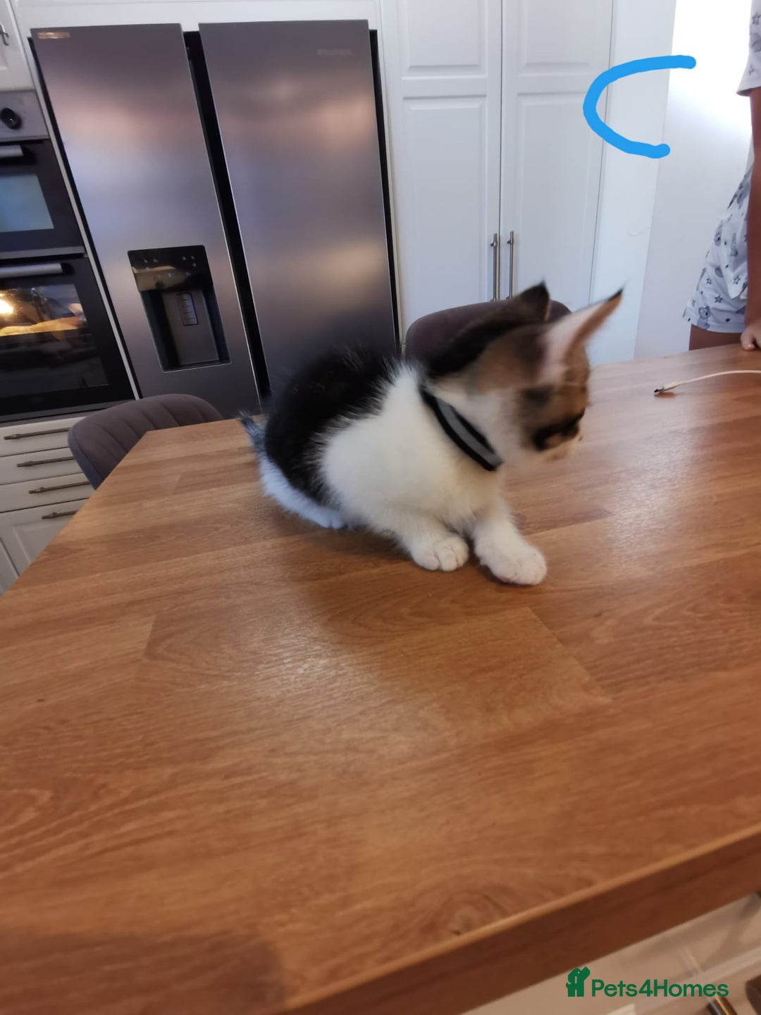 Mixed Breed cats for sale: Beautiful kittens ready now - Image 10
