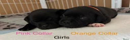 Staffordshire Bull Terrier dogs for sale: KC Staffordshire Bull Terrier Puppies - Advert 10