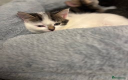 Mixed Breed cats for sale: Beautiful kittens ready for 5/11/28 - Image 20