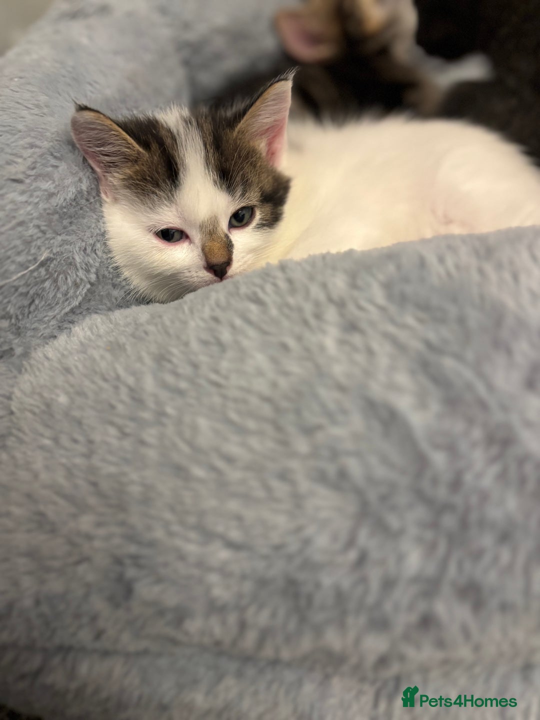 Mixed Breed cats for sale: Beautiful kittens ready for 5/11/28 - Image 20