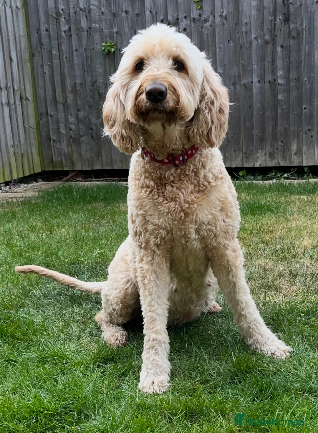 Mixed Breed dogs for sale: READY TO LEAVE - DNA health tested Puppies  - Image 2