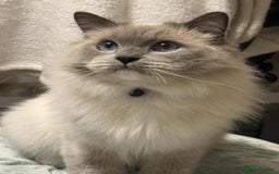 Ragdoll cats for sale: MALE RAGDOLL *AVAILABLE* - Image 10