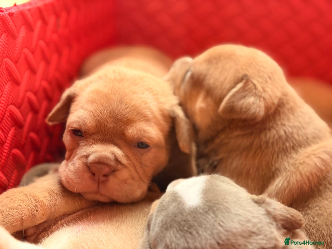 Olde English Bulldogge dogs for sale: Olde English Bulldog Puppies - Family Raised  - Advert 34