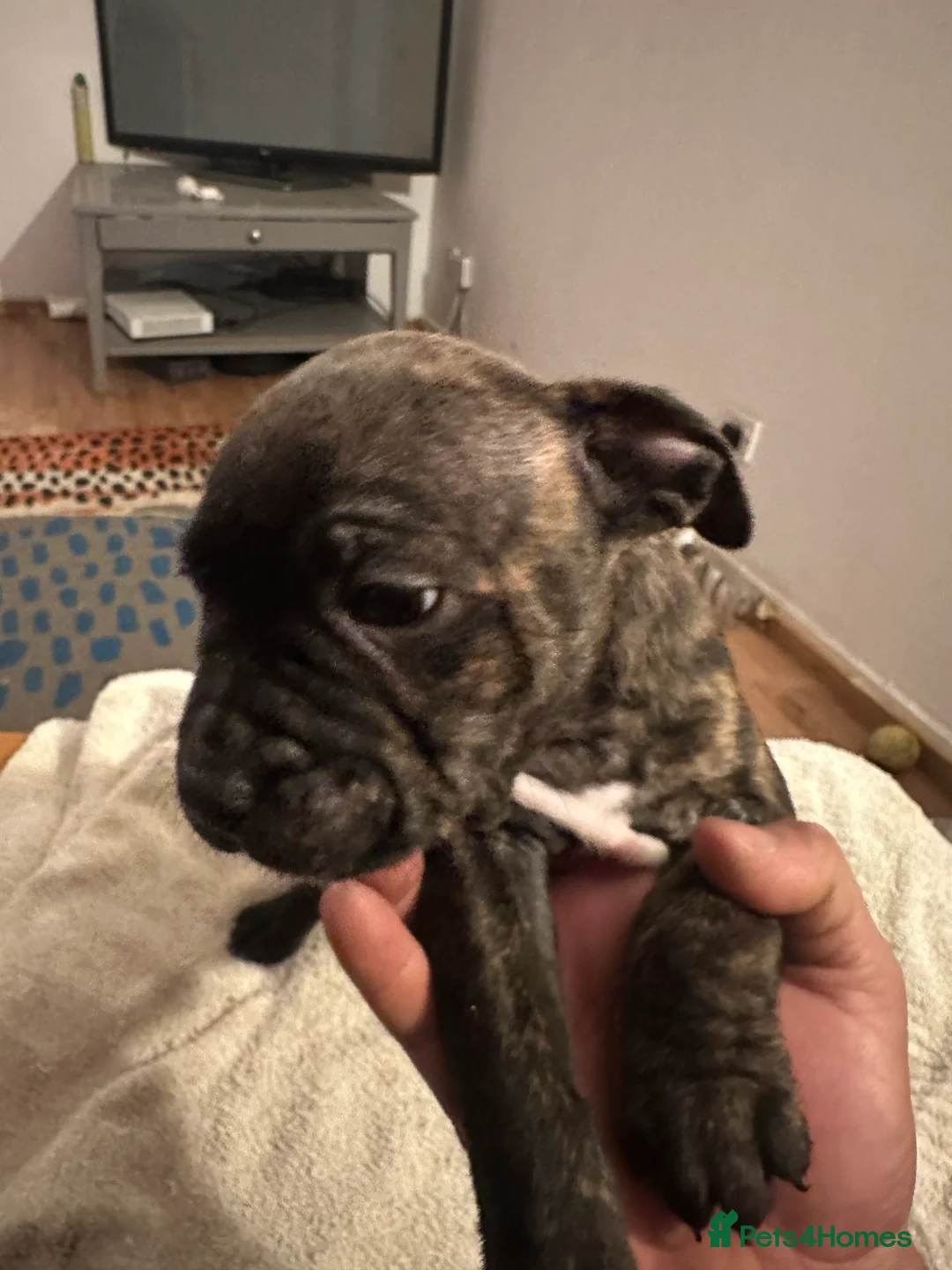 Mixed Breed dogs for sale: Beautiful staffy puppies looking for forever home  - Advert 39