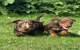 Miniature Dachshund dogs for sale: Miniature Wire Haired Dachshund  - Image 34