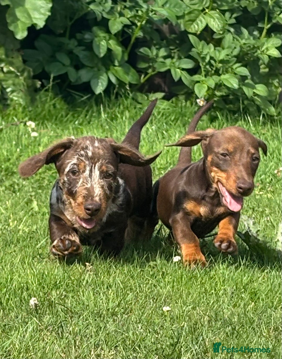 Miniature Dachshund dogs for sale: Miniature Wire Haired Dachshund  - Image 34