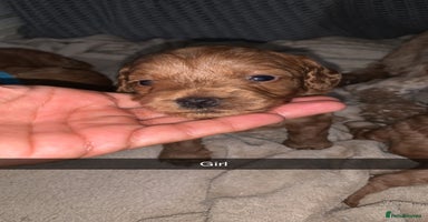 Cockapoo dogs - Advert 5