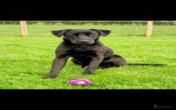 Labrador Retriever dogs for sale: **PEDIGREE, KC REGISTERED AND HIP SCORED** - Image 19