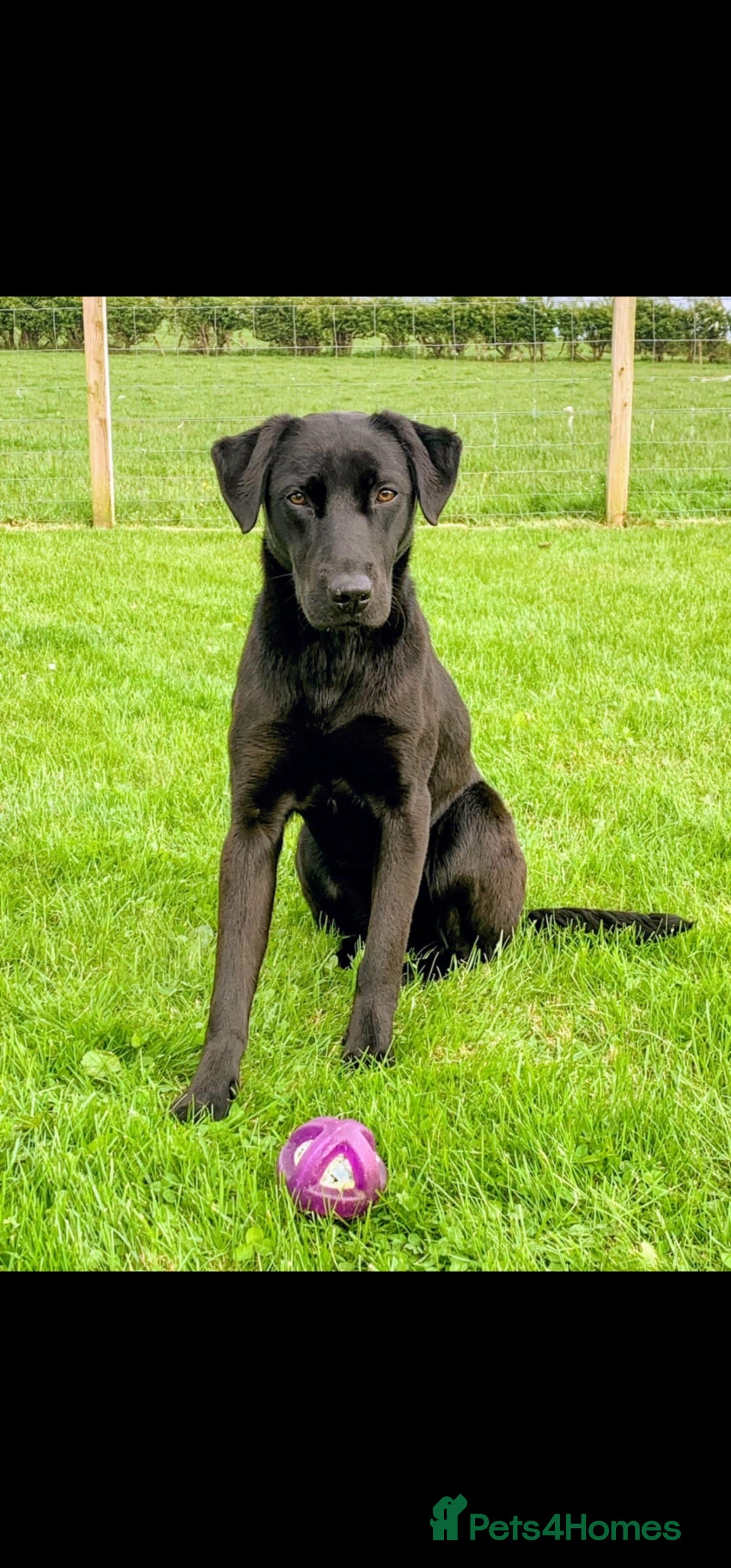 Labrador Retriever dogs for sale: **PEDIGREE, KC REGISTERED AND HIP SCORED** - Image 19