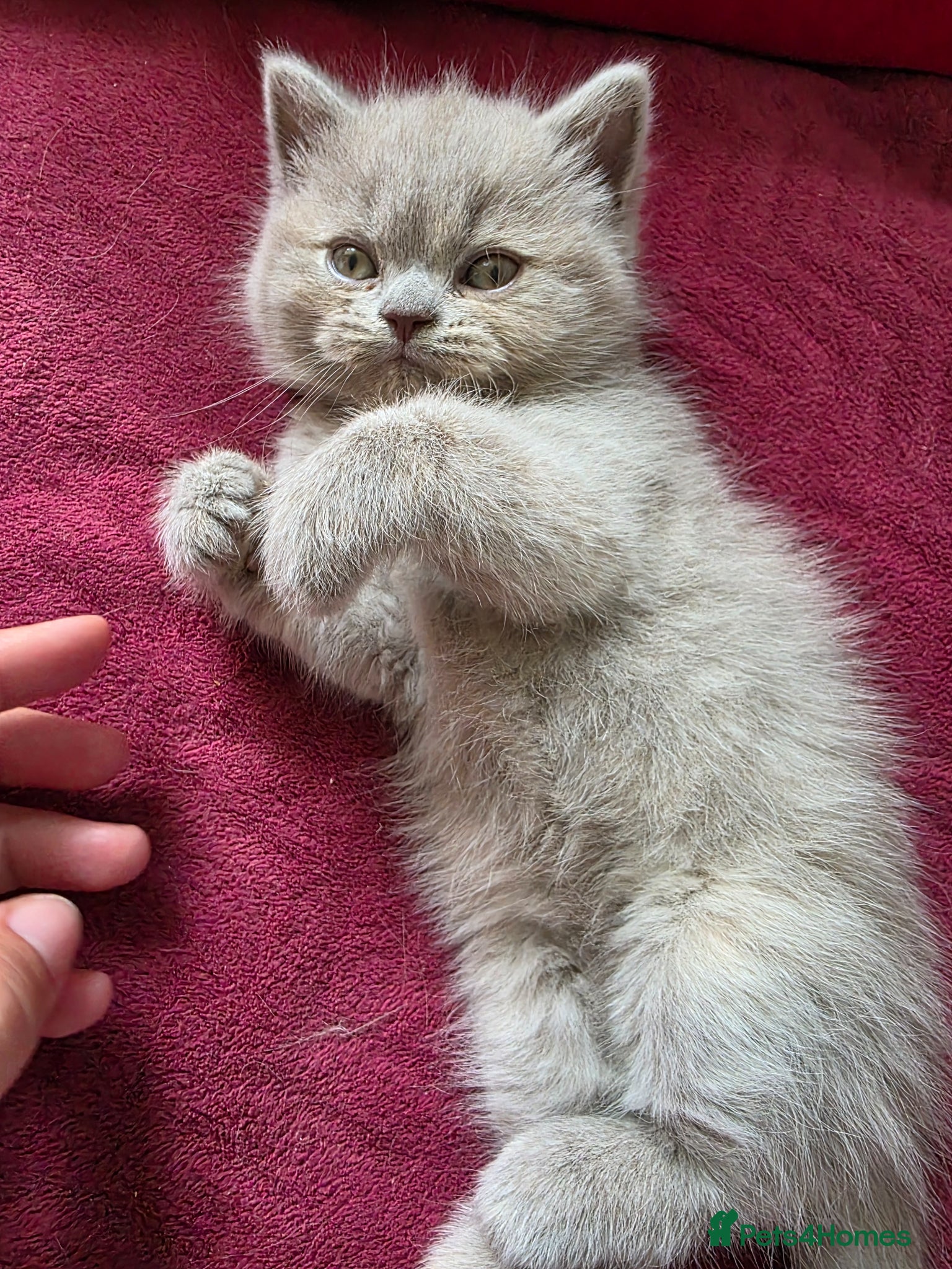 British Shorthair cats 4 British Shorthair kittens for sale - Advert 2
