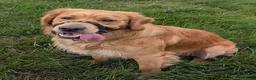 Golden Retriever dogs for stud: KC (red) golden retriever  - Advert 1