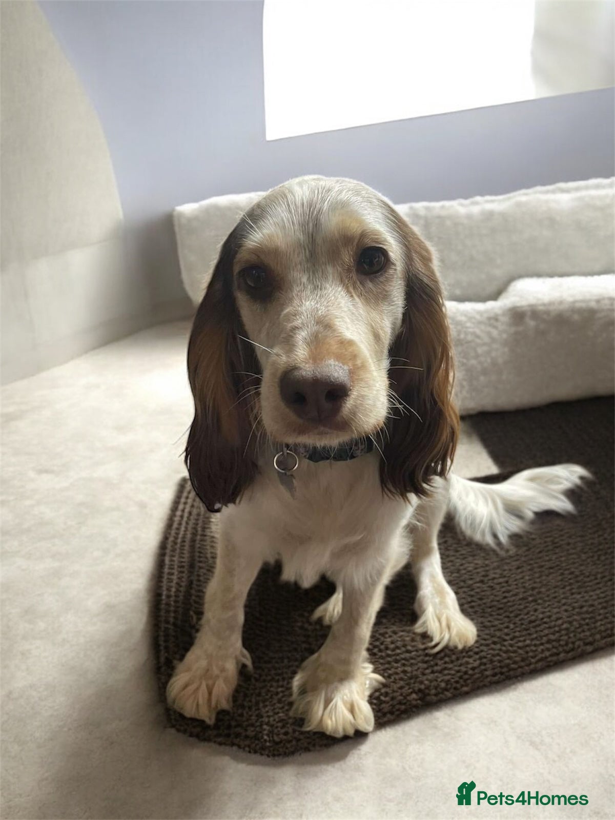 Cockapoo dogs 🌼 a beautiful litter of 6 cockerpoos/poodles - Advert 12