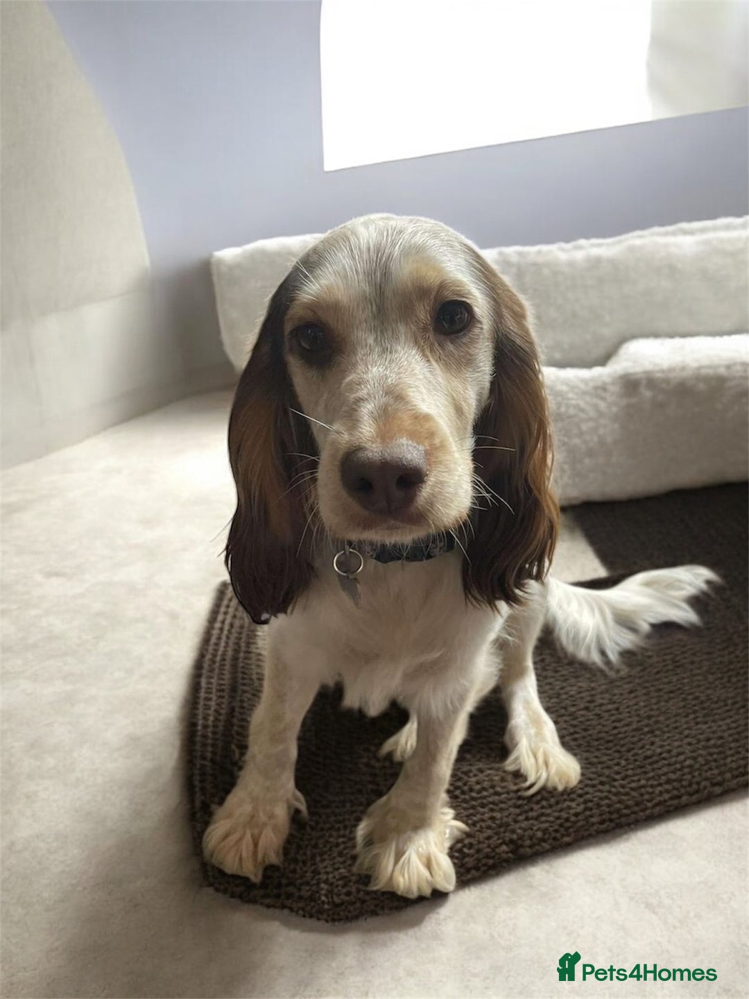 Cockapoo dogs for sale: 🌼 a beautiful litter of 6 cockerpoos/poodles - Advert 1