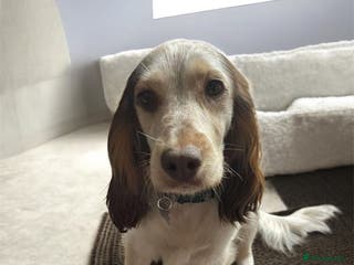 Cockapoo dogs 🌼 a beautiful litter of 6 cockerpoos/poodles - Advert 6