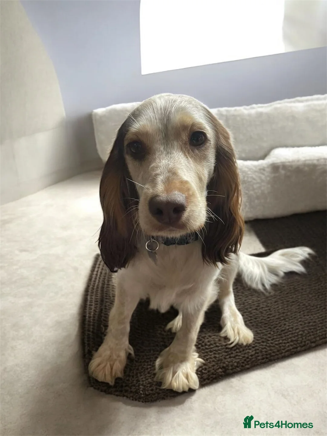 Cockapoo dogs for sale: 🌼 a beautiful litter of 6 cockerpoos/poodles - Advert 1