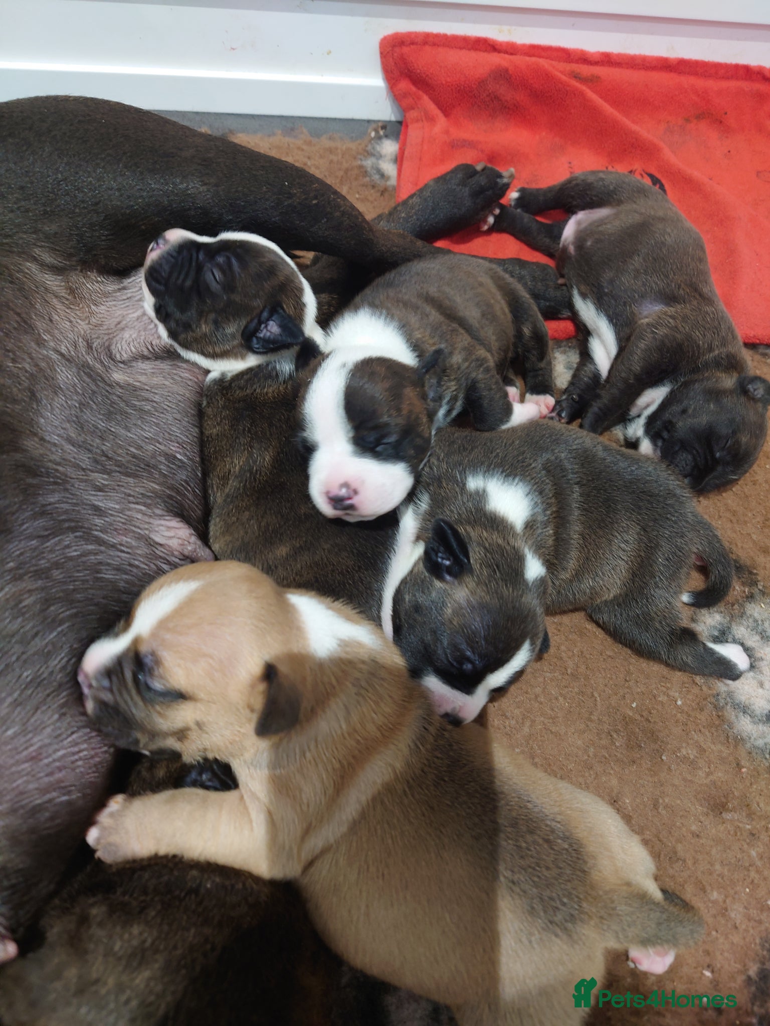 Staffordshire Bull Terrier dogs 6x full breed KC Staffordshire bull terrier pups - Advert 3