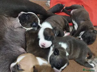 Staffordshire Bull Terrier dogs 6x full breed KC Staffordshire bull terrier pups - Advert 3