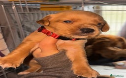 Cockerdor dogs for sale: Cockerdor puppies - Advert 4